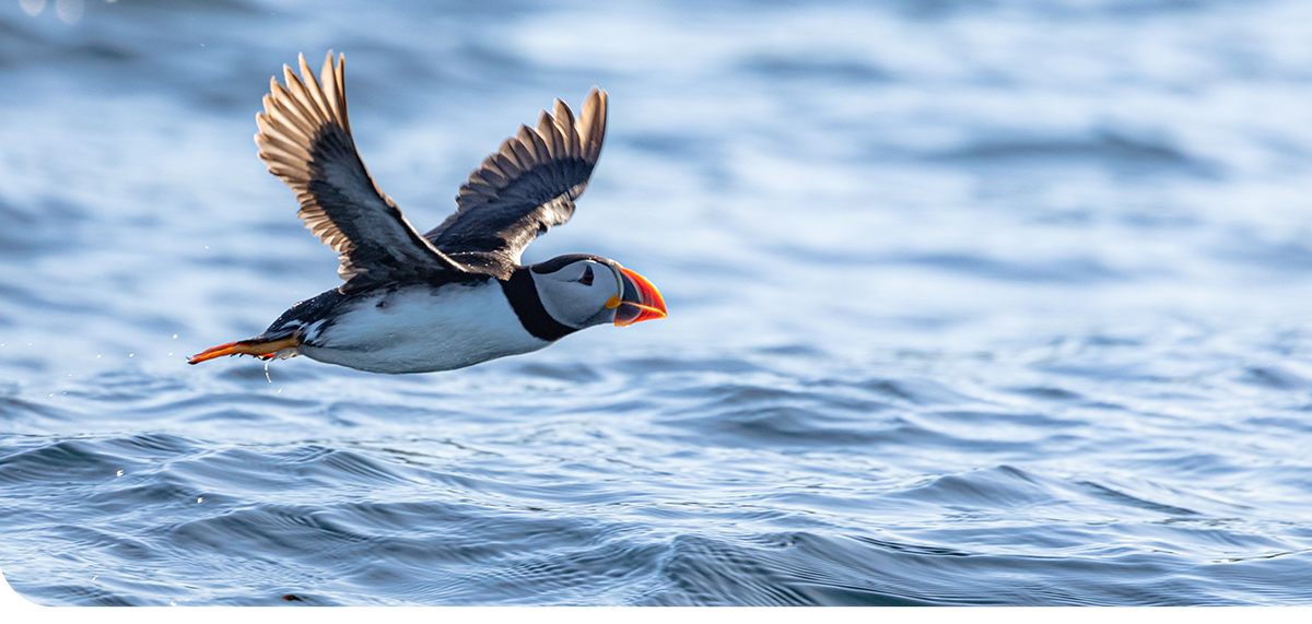 Puffin Flying over Water