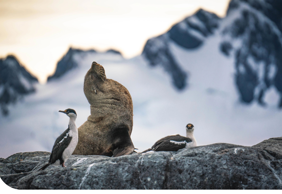 Wildlife in Antarctic Landscape